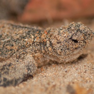 Tartarugas no Parque de Poilão