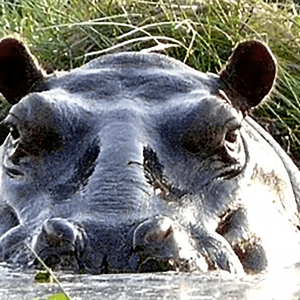 Hipopótamos no Parque Orango