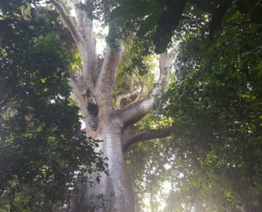 Matas de Cantanhez - 2 dias
